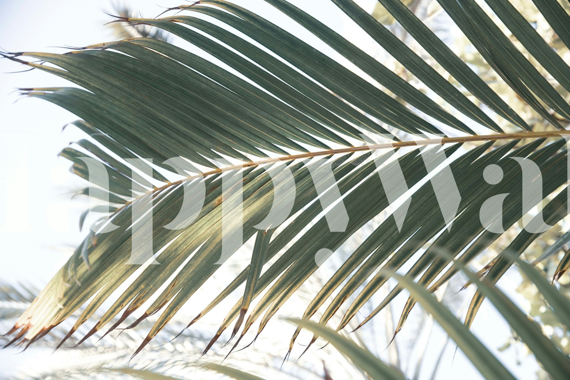 Dizajn tapeta Sun Kissed Palm Leaf