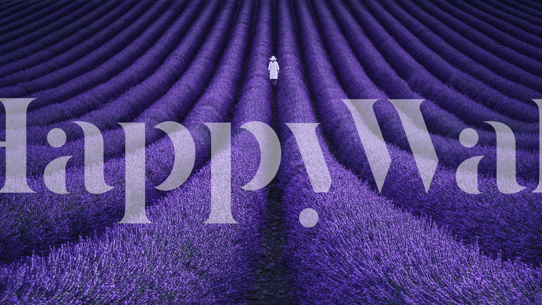 Carta da parati campo di lavanda con una figura solitaria