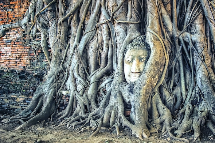 Buddha Tree Wallpaper
