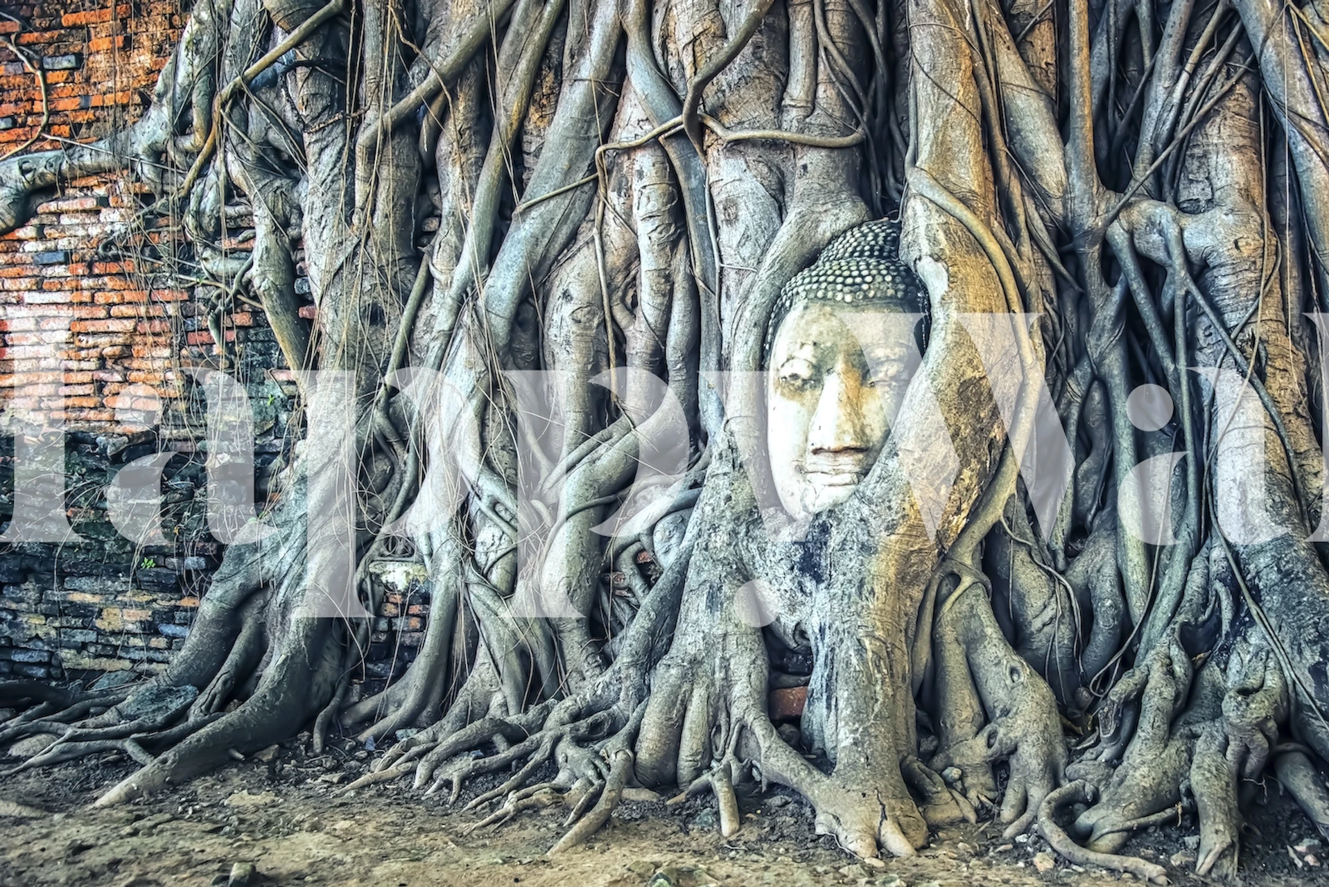 Buddha head surrounded by tree roots and brick wall wallpaper