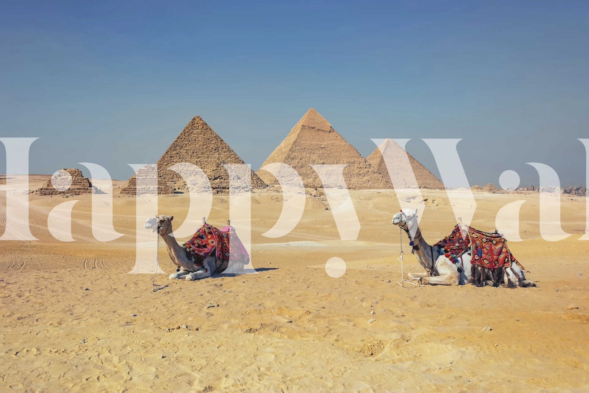 Camels and Pyramids Wallpaper Design