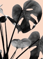 Monstera Vibes 3 papiers peint