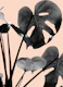Monstera Vibes 3
