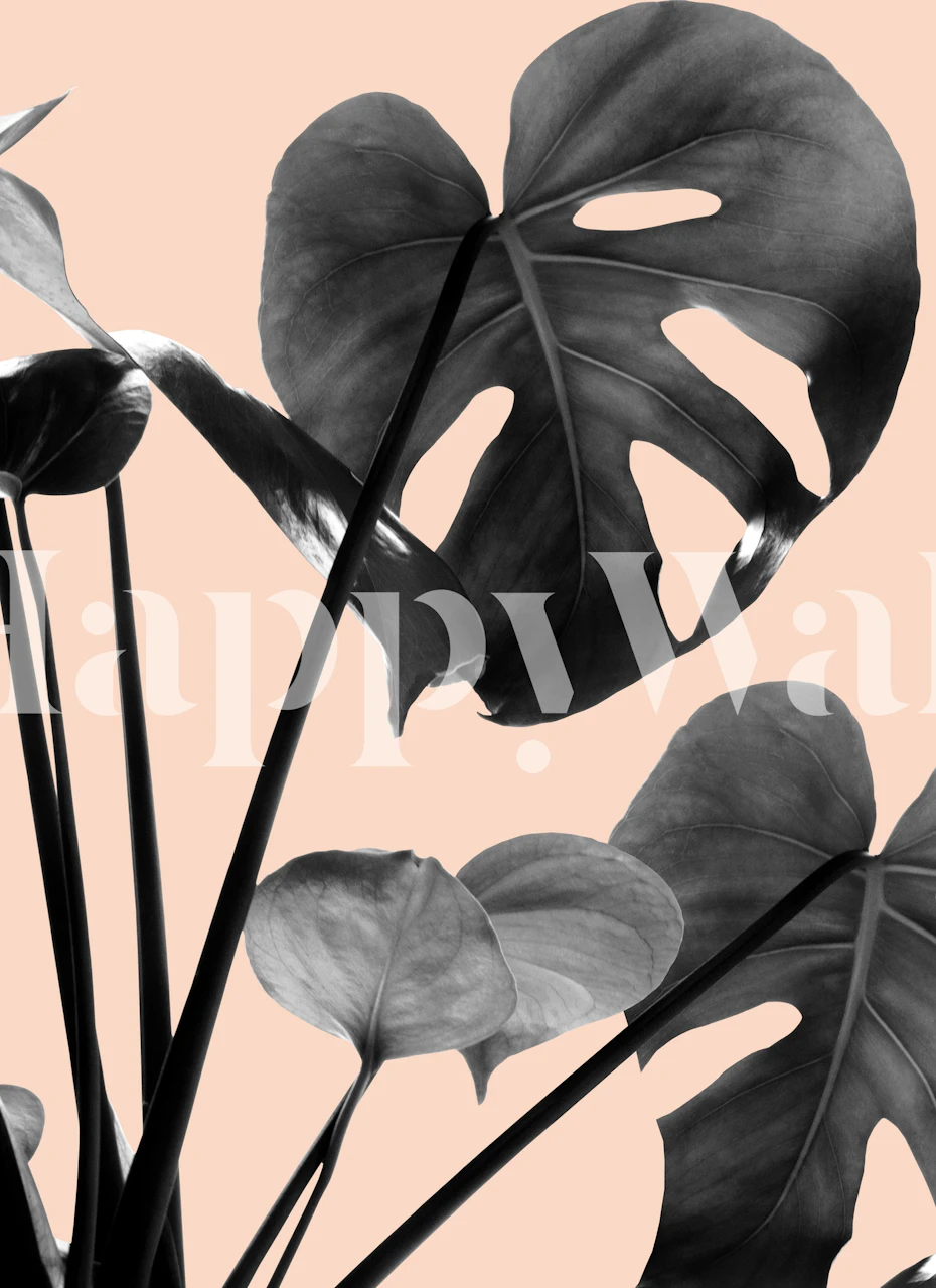 Black and white Monstera leaves on peach background wallpaper
