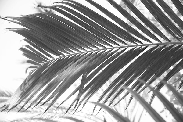 Sun Kissed Palm Leaf 2