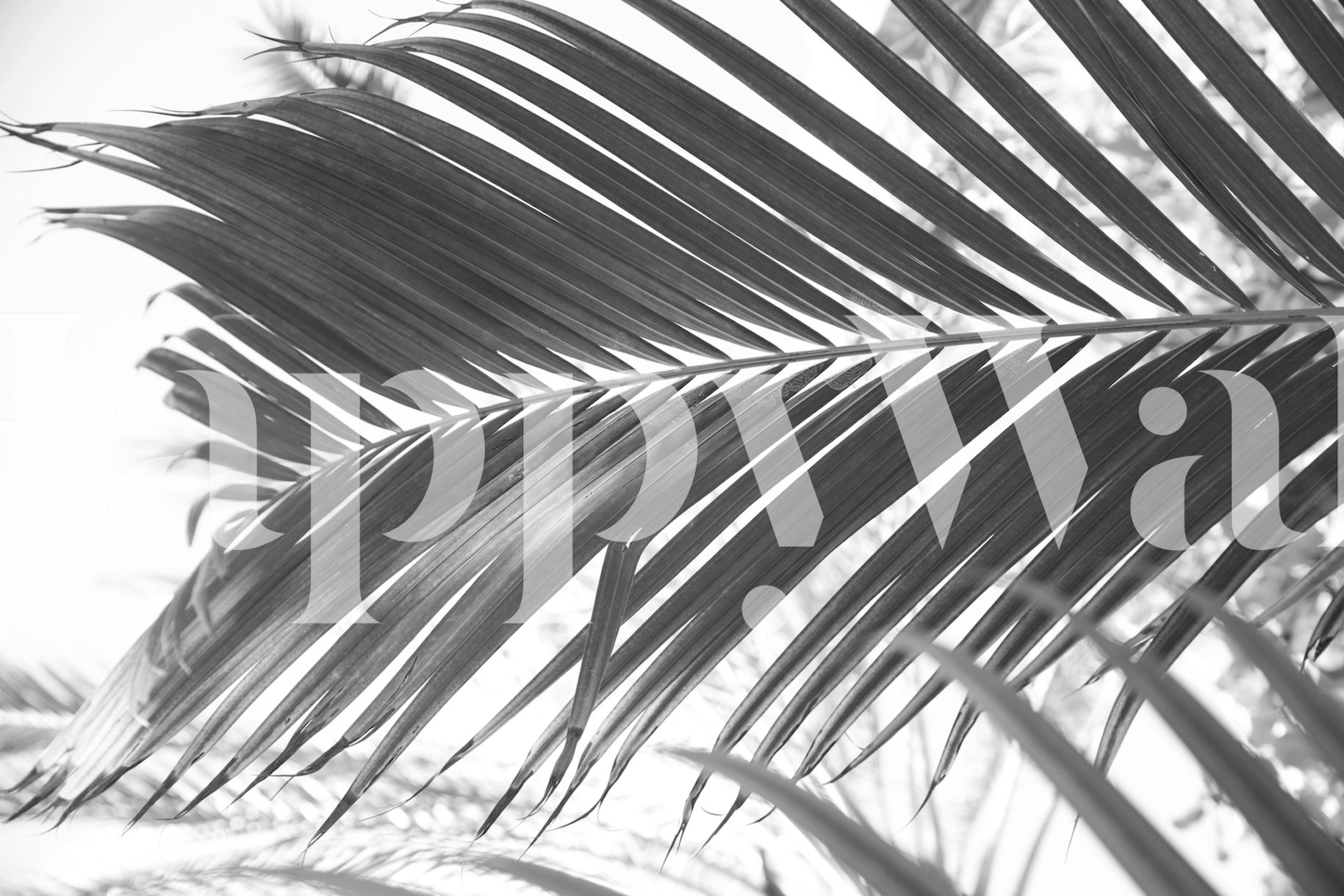 Sun Kissed Palm Leaf 2 Wallpaper Happywall 5774