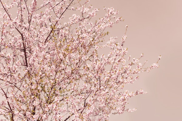 Spring Blossom Tree