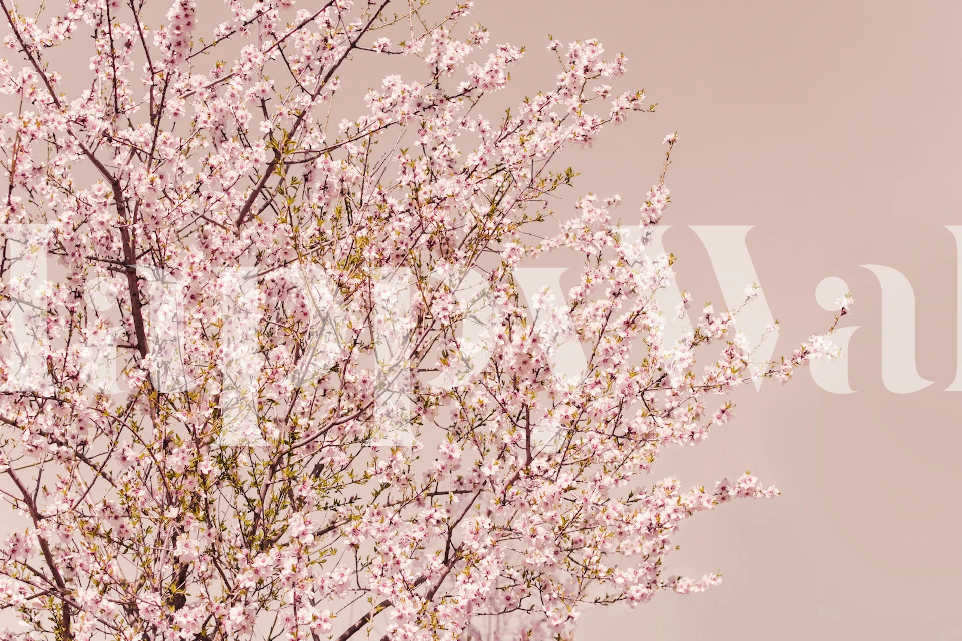 Pink blossom branches on a soft beige background wallpaper