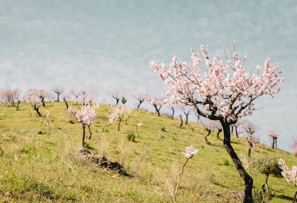 Tree Landscape with Spring Blossom Flowers