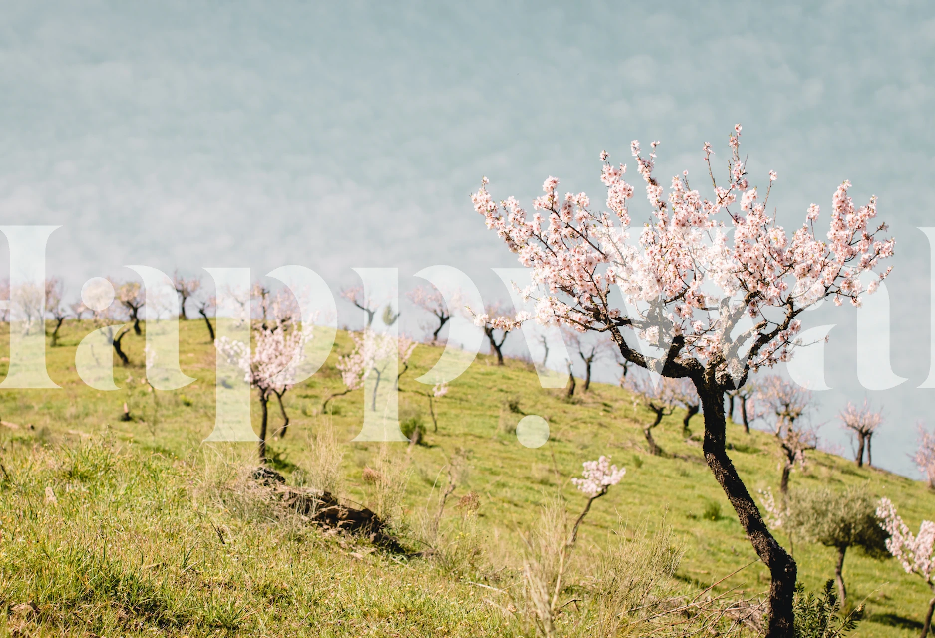 tapeta Tree Landscape with Spring Blossom Flowers