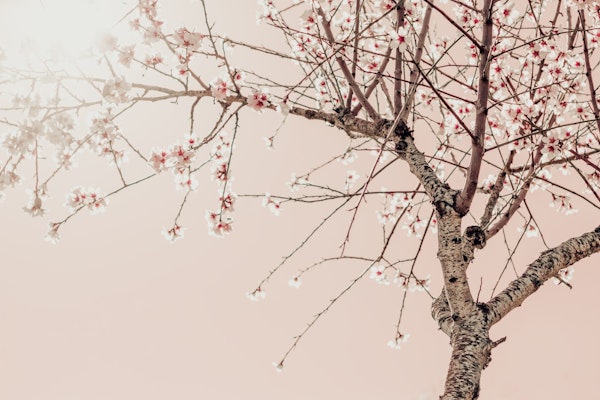 Tree Spring Blossom Flowers