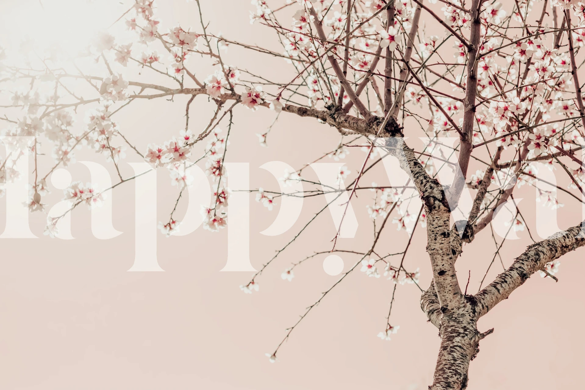 Tree Spring Blossom Flowers tapeta u sobi