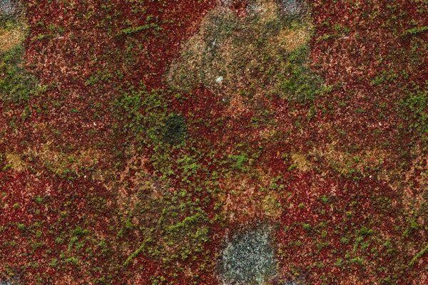 Wall with Red and Green Moss