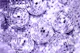 Disco Balls Glam 7