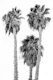 Palm Trees 4a