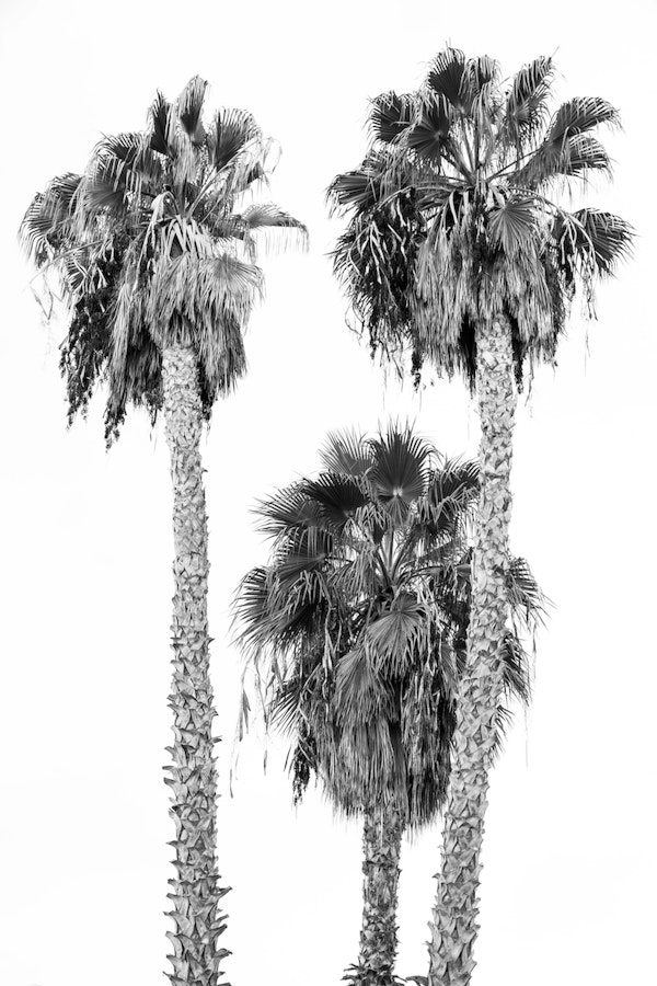 Palm Trees 4a