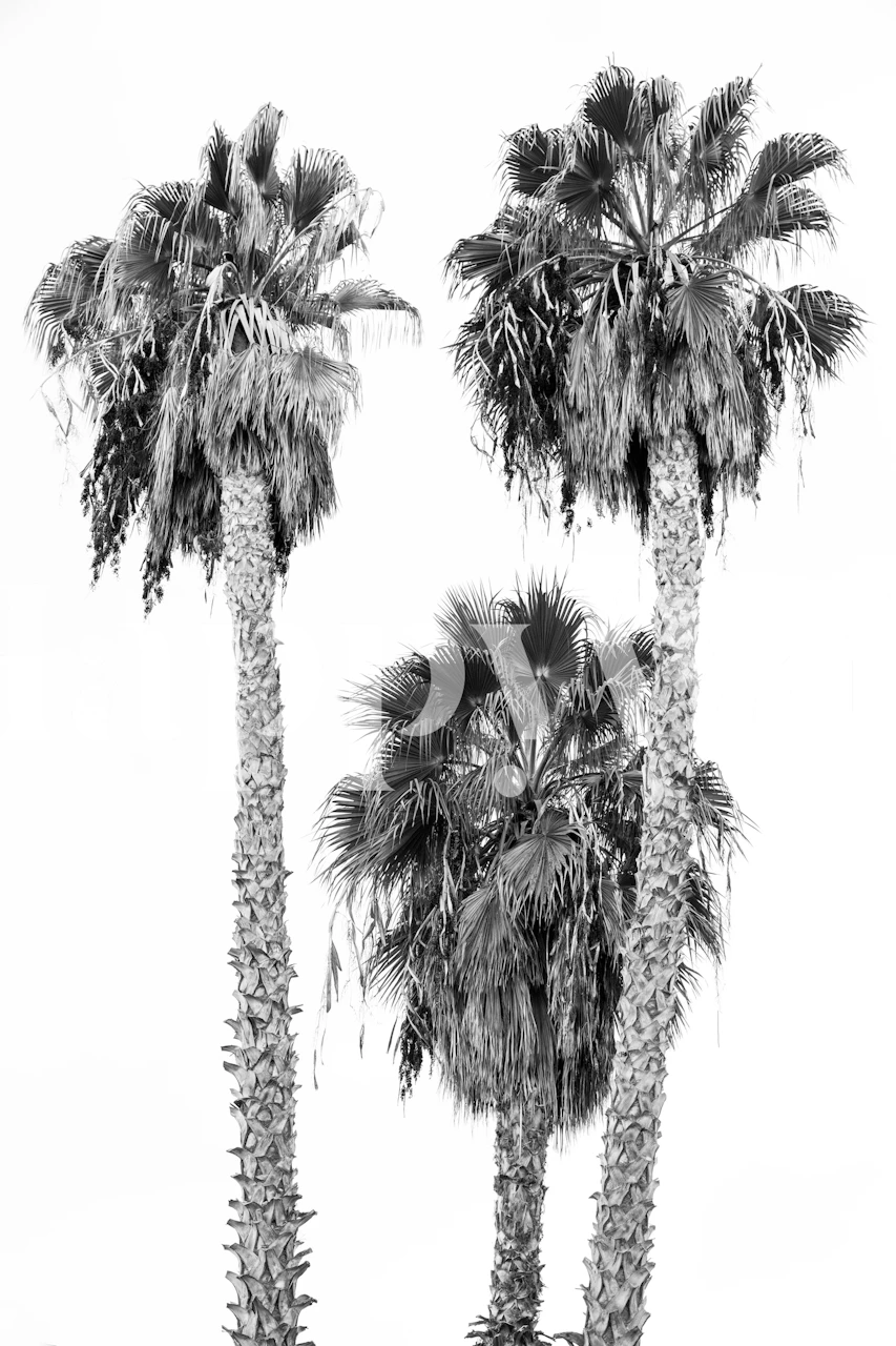 Papel de parede Palm Trees em um quarto