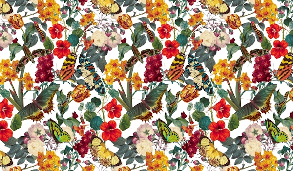 Moths and Butterflies II