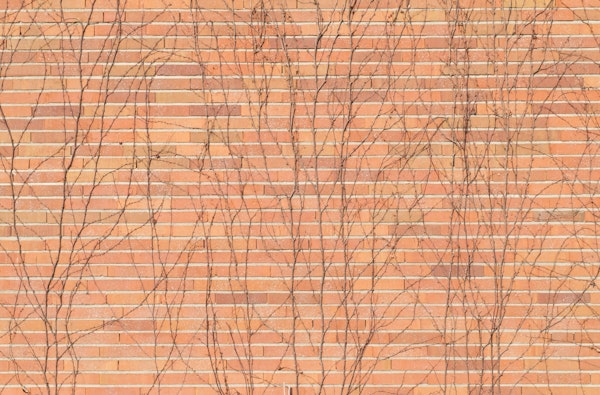 Brick Wall with Ivy 1