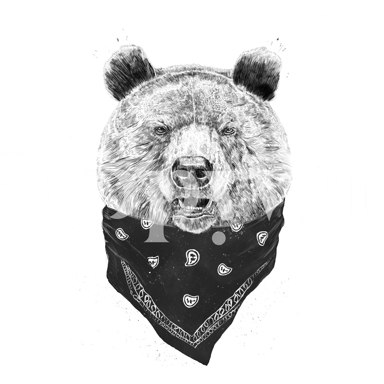 Black and white wild bear wearing a bandana wallpaper