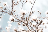 Magnolia Beauty Dream 1 carta da parati