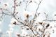 Magnolia Beauty Dream 1