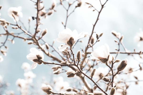 Magnolia Beauty Dream 1