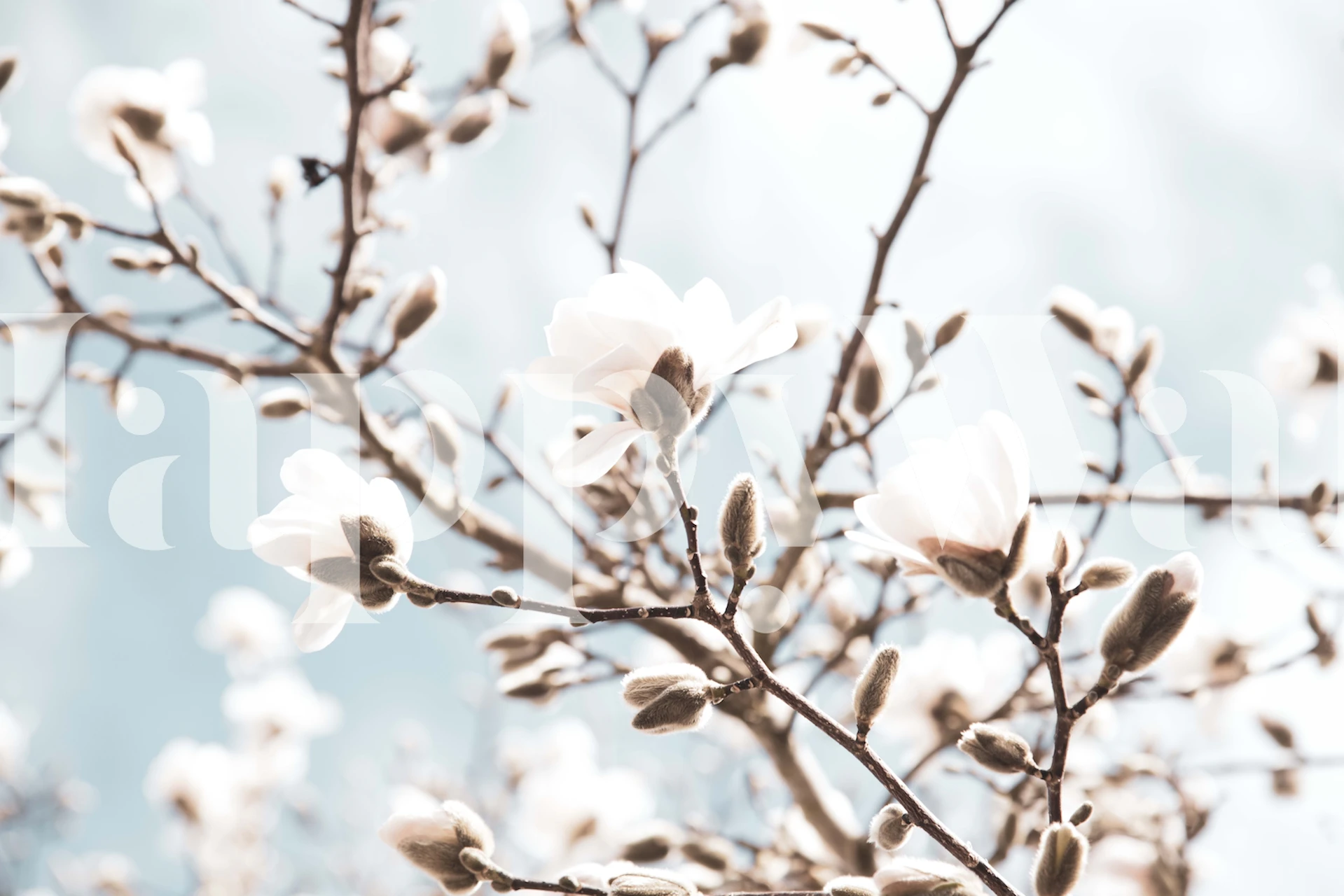 Delicate magnolia flowers in bloom on a Magnolia Beauty Dream 1 wall mural