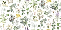Herbs And Wildflower tapet
