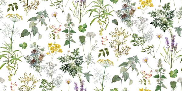 Herbs And Wildflower