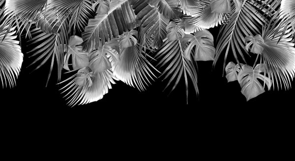 Jungle Dream 2023 - W 2 BW 2