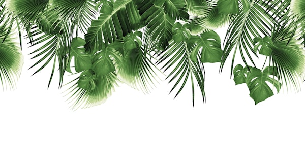 Jungle Dream 2023 - W 2 Green