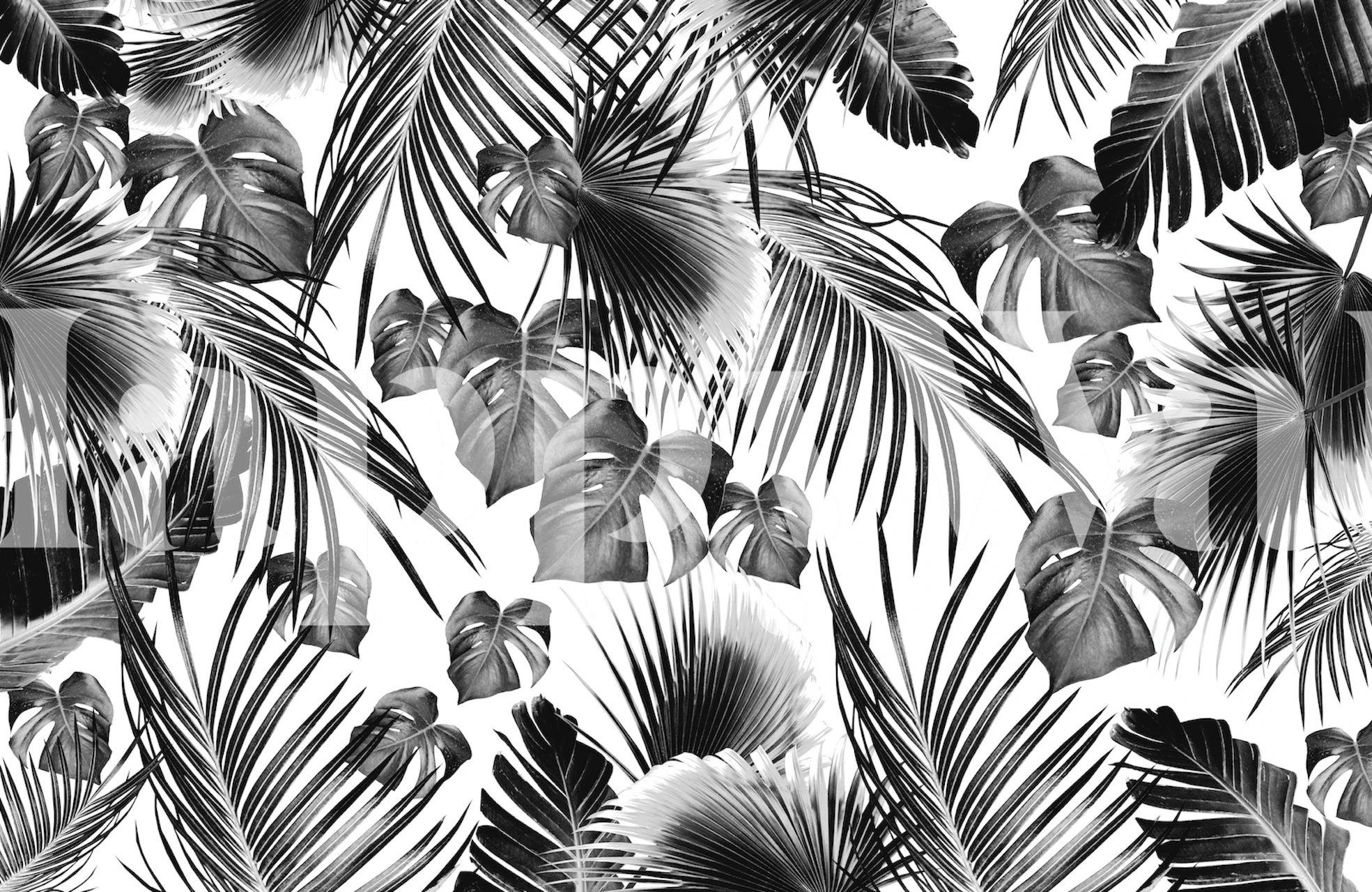 Black tropical leaves on white background wallpaper