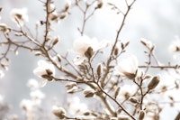 Magnolia Beauty Dream 2 carta da parati