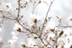 Magnolia Beauty Dream 2