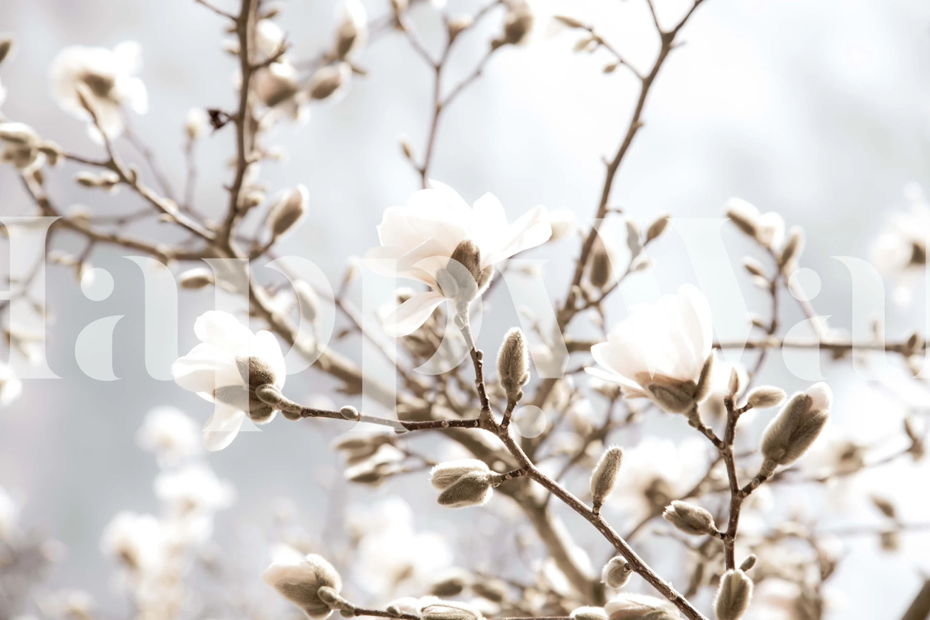 Magnolia Beauty Dream 2 Tapete in einem Raum