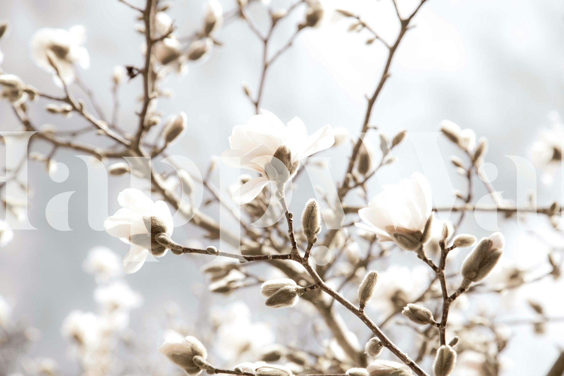 Magnolia Beauty Dream 2 tapetti huoneessa