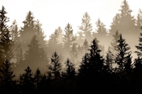 Brown Forest Dream 1 carta da parati