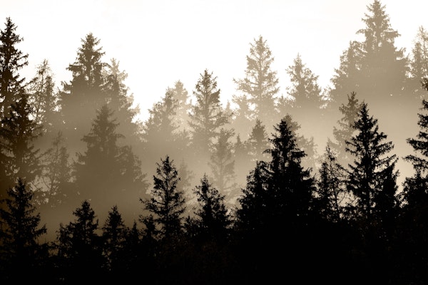 Brown Forest Dream 1