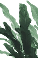 Banana Leaves Jungle 1 ταπετσαρία