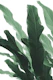 Banana Leaves Jungle 1