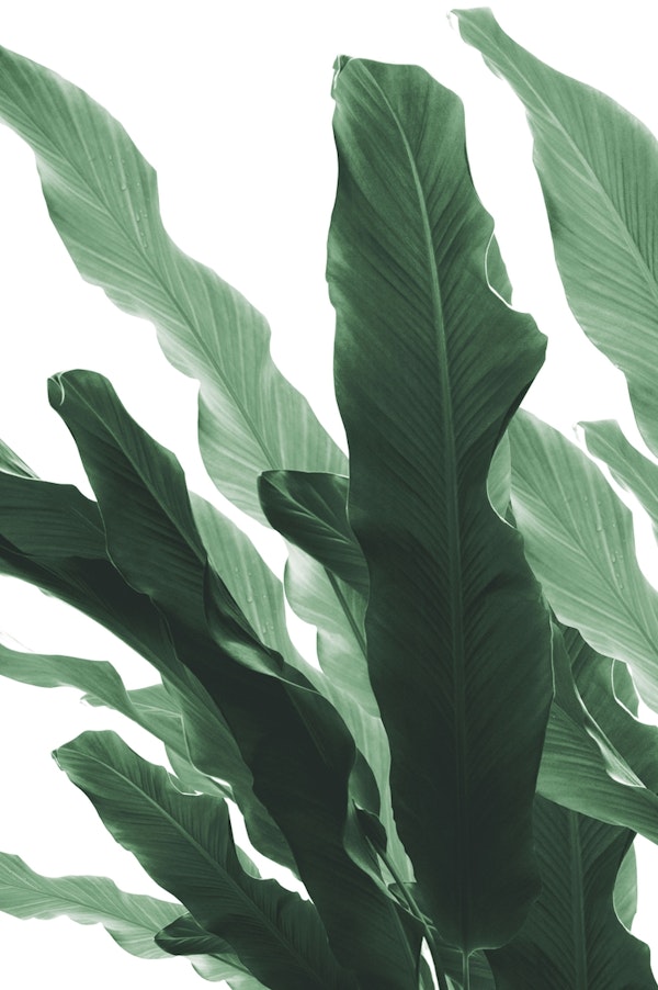 Banana Leaves Jungle 1