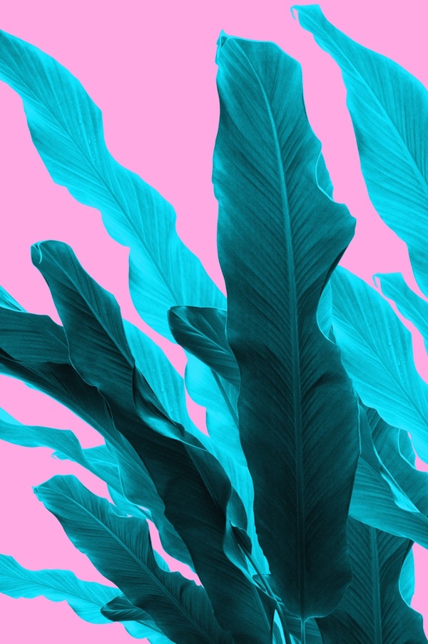 Banana Leaves Jungle 2