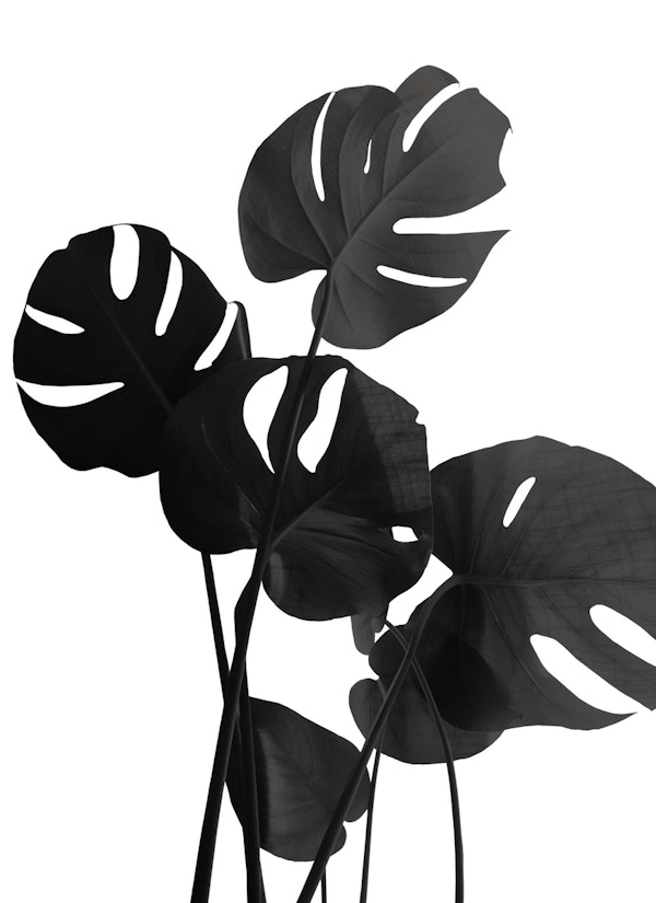 Monstera Leaves Black 1