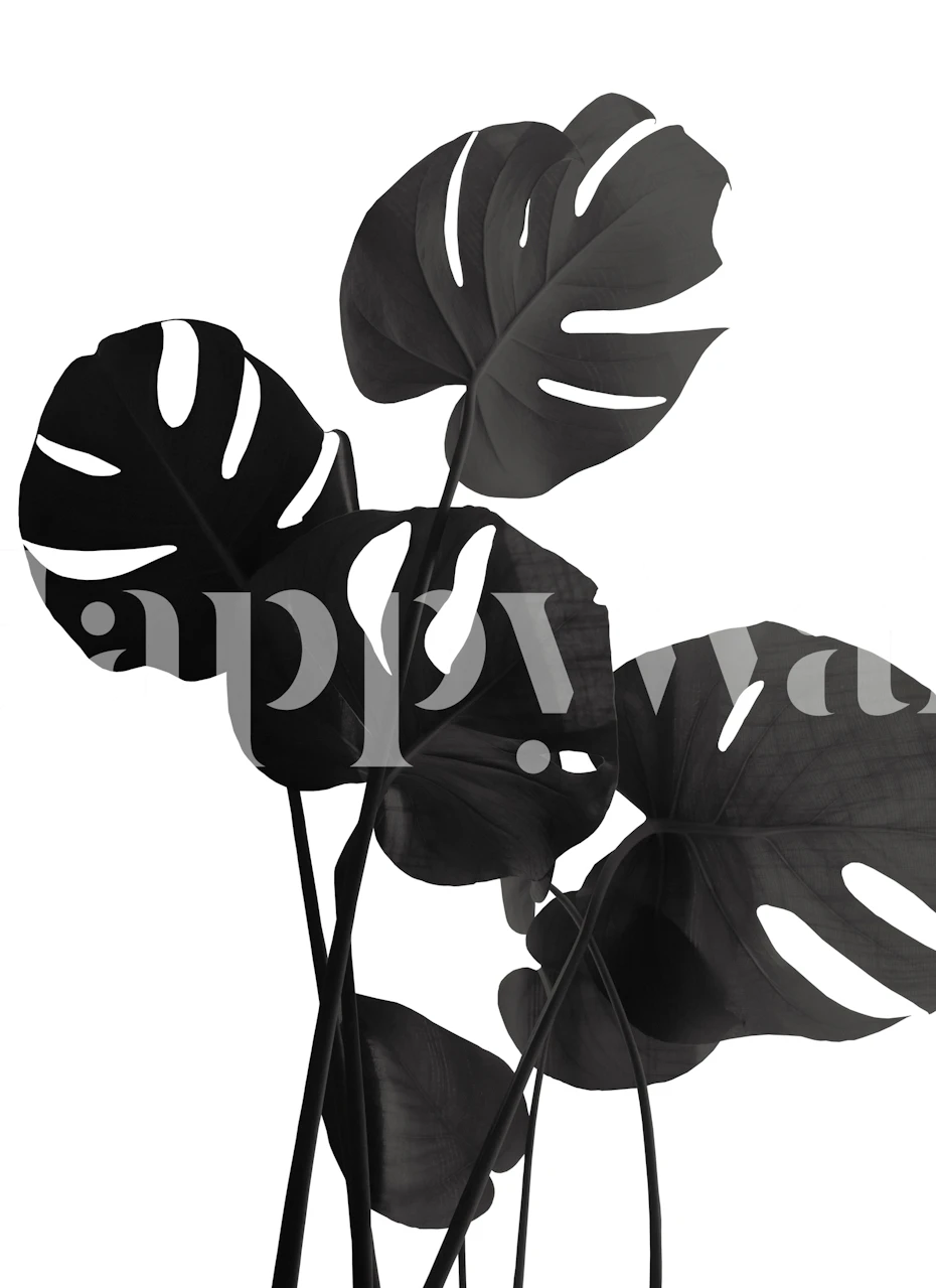 Black monstera leaves on a white background wallpaper