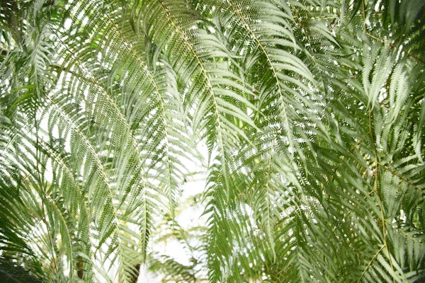 Fern Jungle 1