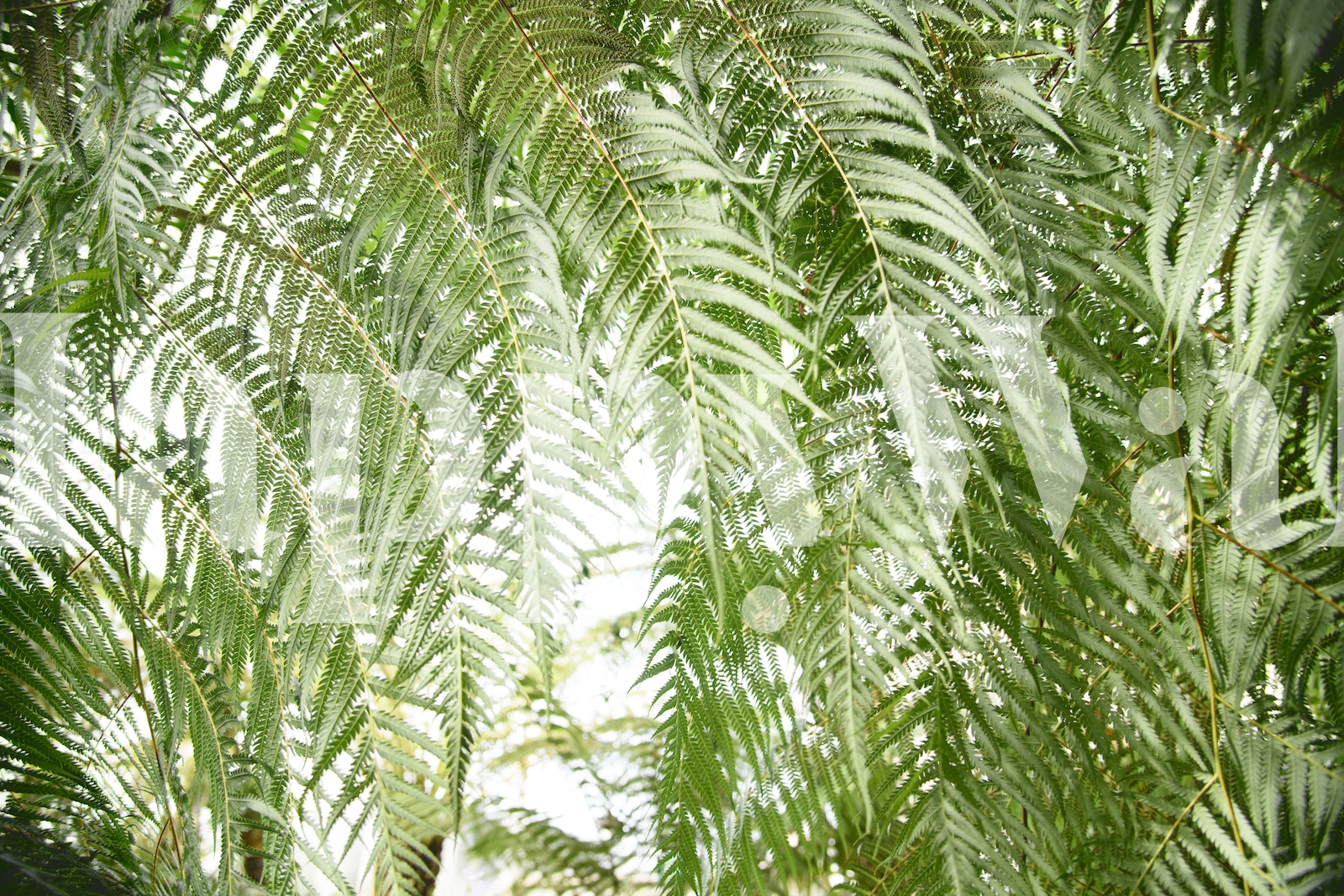 Fern Jungle 1 Wallpaper | Happywall