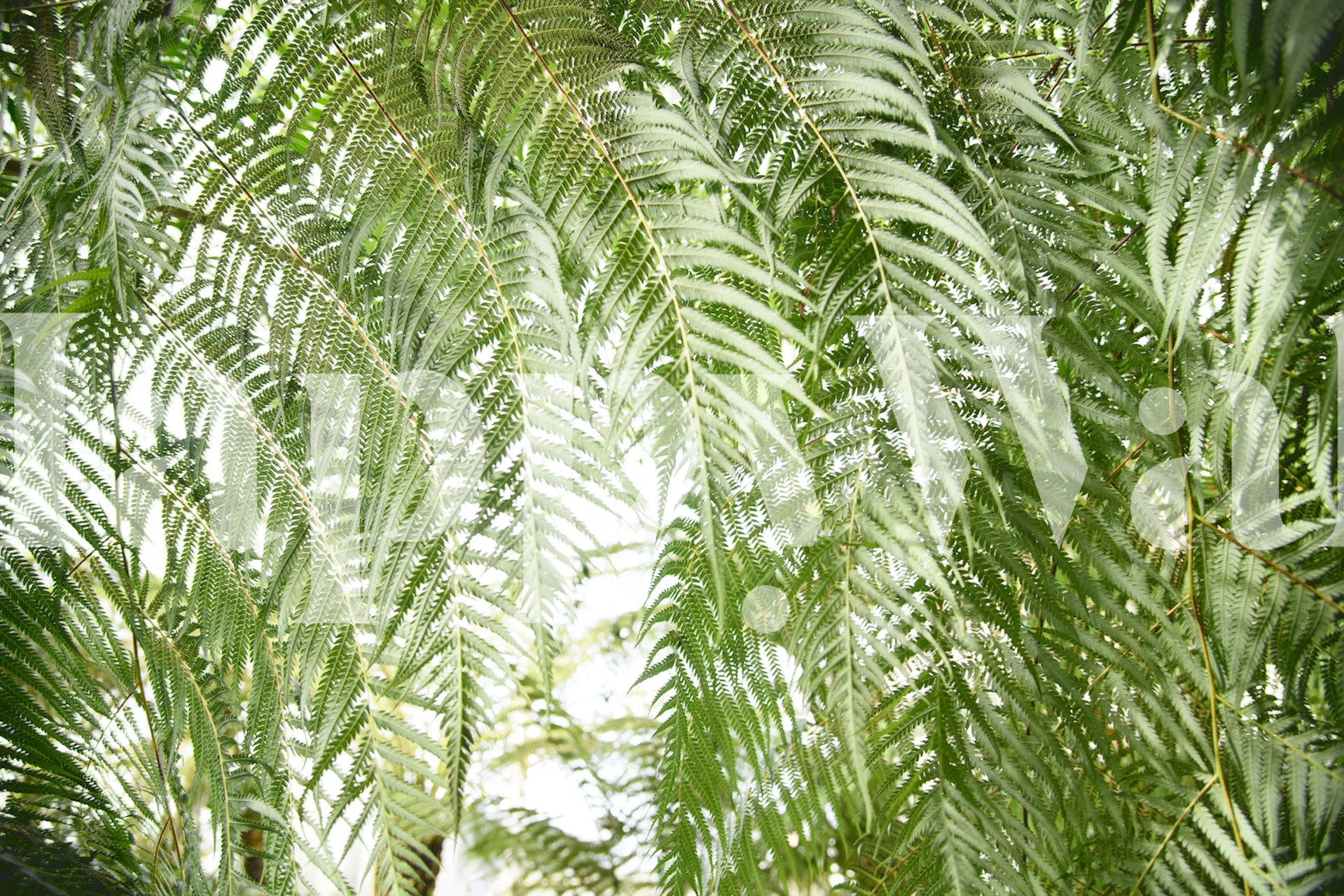 Papel de parede Fern Jungle 1 exibido em um quarto
