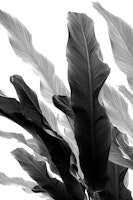 Banana Leaves Jungle 3 ταπετσαρία