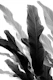 Banana Leaves Jungle 3